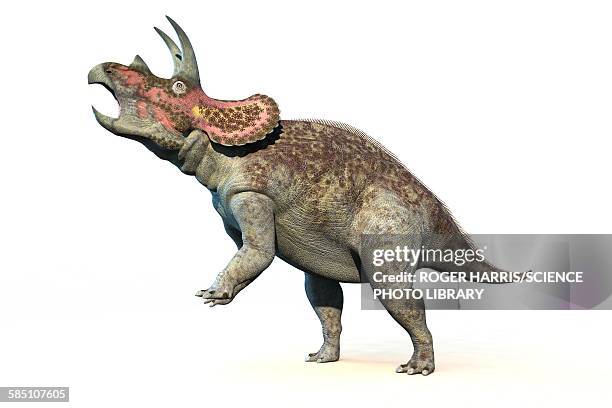 triceratops dinosaur, illustration - ornithischia stock illustrations