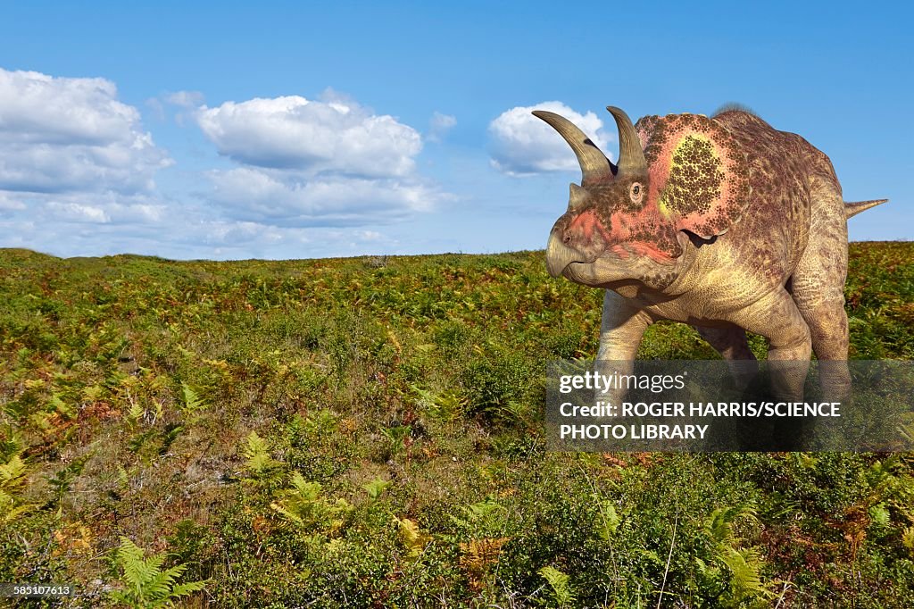 Triceratops dinosaur, illustration