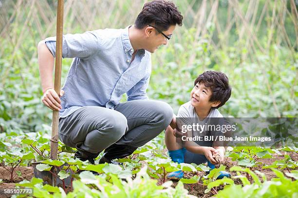 young father and son gardening together - father and son gardening stock pictures, royalty-free photos & images