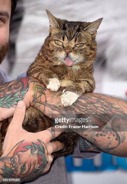 Celebrity cat Lil BUB attends the EuropaCorp's "Nine Lives" premiere at TCL Chinese Theatre on August 1, 2016 in Hollywood, California.