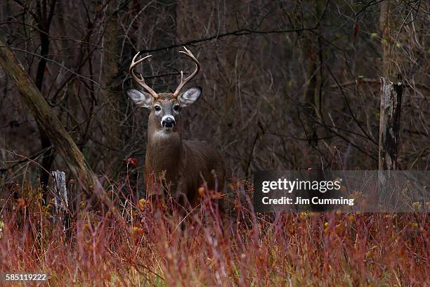 white-tailed deer - on alert - white tailed deer stock-fotos und bilder