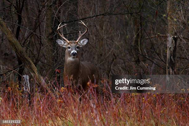 white-tailed deer - on alert - white-tailed-deer-antler stock pictures, royalty-free photos & images