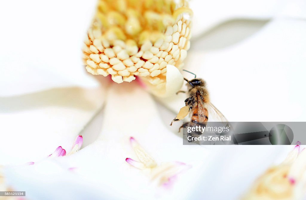 Bee on white Magnolia blossom - high key