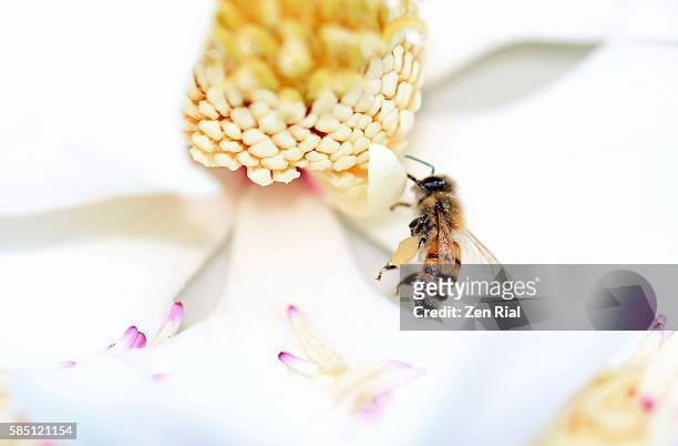 bee on white magnolia blossom - high key - pollen basket stock pictures, royalty-free photos & images