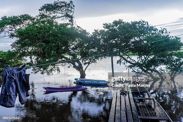 flooded trees - paisagem natureza stock pictures, royalty-free photos & images