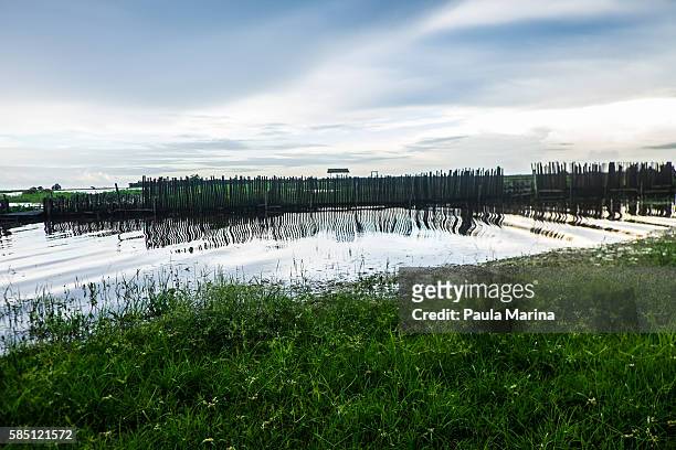 fence on the water - paisagem natureza stock pictures, royalty-free photos & images