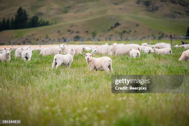 sheeps in the middle of meadow in the mountains. - agneau viande photos et images de collection