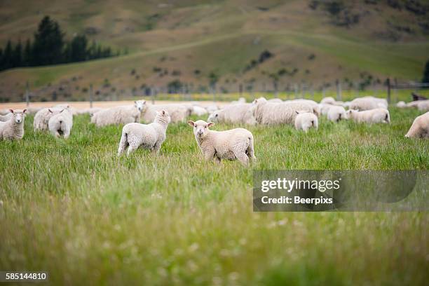 sheeps in the middle of meadow in the mountains. - lamb ストックフォトと画像