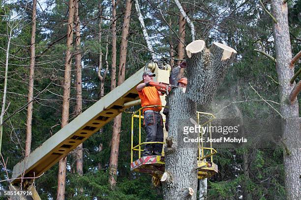 two lumberjacks cut down a tree on the platform - cutting stock pictures, royalty-free photos & images
