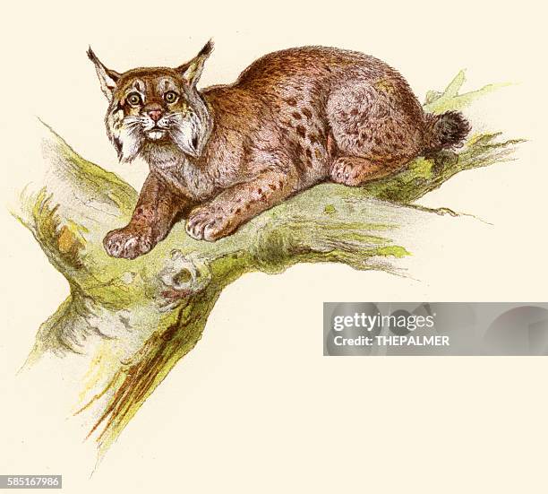 lynx illustration 1896 - lynx stock illustrations