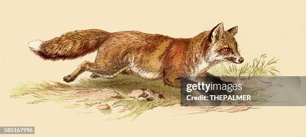 red fox illustration 1888 - red fox stock illustrations