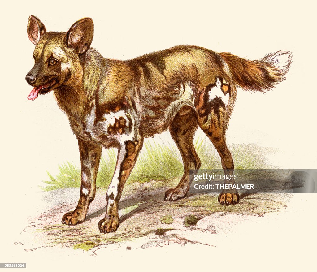 African wild dog illustration 1888