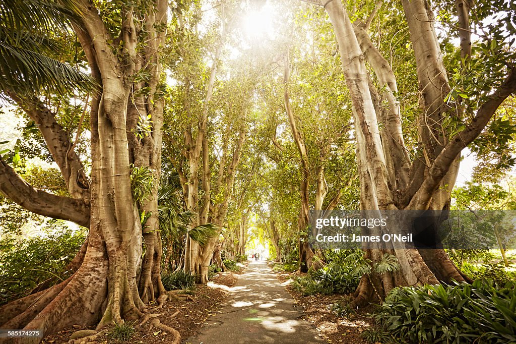 Pathway through trees on sunny day