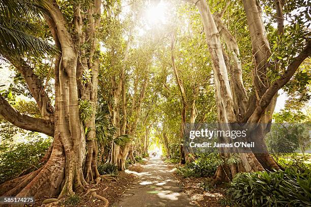 pathway through trees on sunny day - adelaide australia stock pictures, royalty-free photos & images