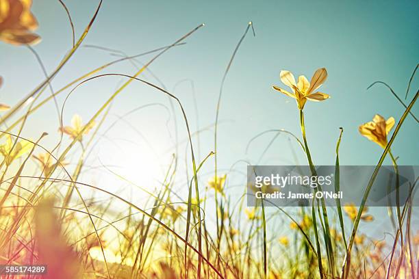 looking up at wild flowers - soleggiato foto e immagini stock