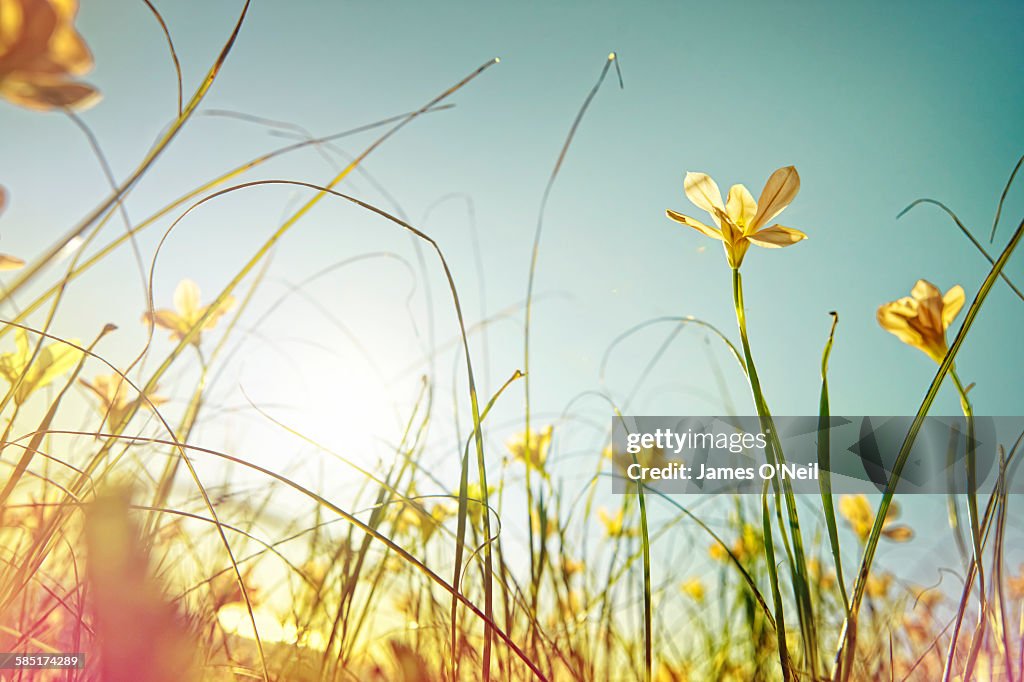 Looking up at wild flowers