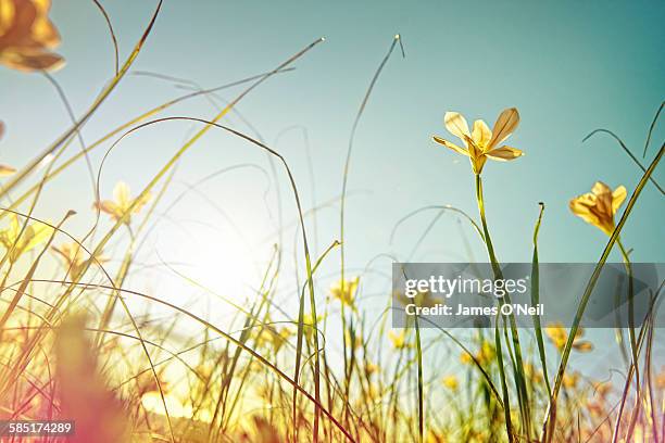 looking up at wild flowers - wildflowers - fotografias e filmes do acervo