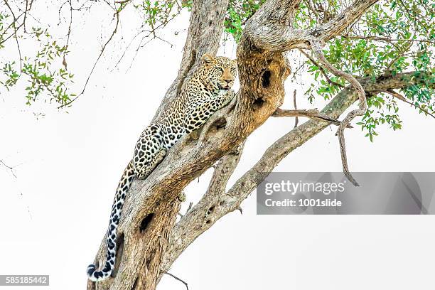 leopard on the tree - african leopard stock pictures, royalty-free photos & images