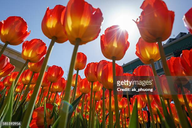 tulip flowers - winkeldisplay stock-fotos und bilder