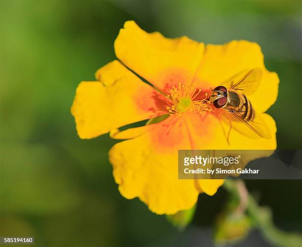hoverfly on flower - olhos castanho claros - fotografias e filmes do acervo