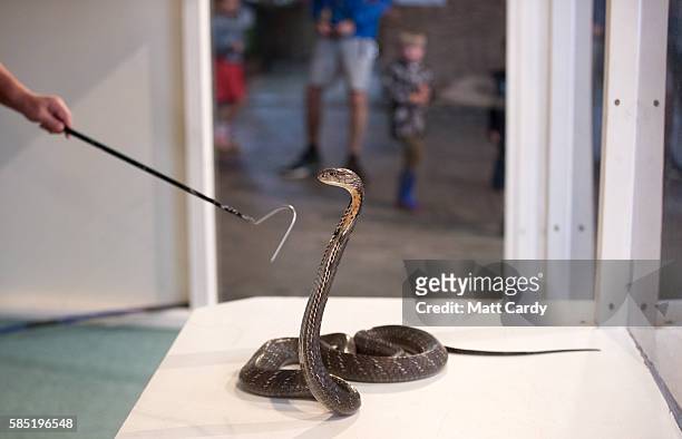 King Cobra being seen being handled at Noah's Ark Zoo Farm on August 2, 2016 in Bristol, England. Noah's Ark Zoo Farm has teamed up with the Reptile...