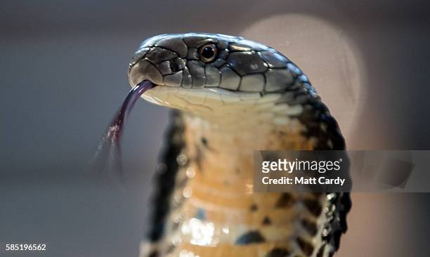 King Cobra is displayed to the public at Noah's Ark Zoo Farm on August 2, 2016 in Bristol, England. Noah's Ark Zoo Farm has teamed up with the...