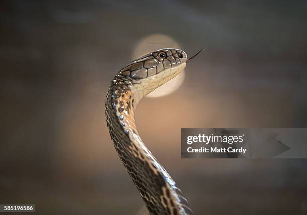 King Cobra is displayed to the public at Noah's Ark Zoo Farm on August 2, 2016 in Bristol, England. Noah's Ark Zoo Farm has teamed up with the...