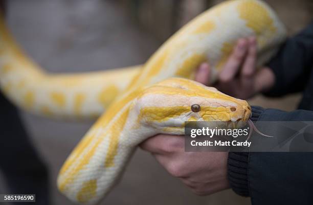 Handlers hold an albino Burmese Python at Noah's Ark Zoo Farm on August 2, 2016 in Bristol, England. Noah's Ark Zoo Farm has teamed up with the...