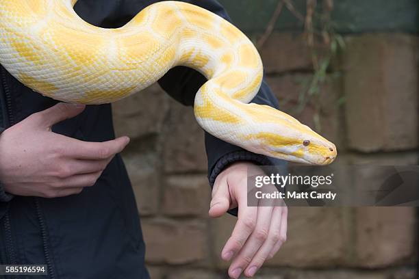 Mason Pugh from Reptile Zone in Bristol handles an albino Burmese Python at Noah's Ark Zoo Farm on August 2, 2016 in Bristol, England. Noah's Ark Zoo...