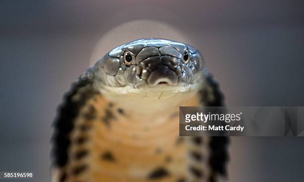 King Cobra is displayed to the public at Noah's Ark Zoo Farm on August 2, 2016 in Bristol, England. Noah's Ark Zoo Farm has teamed up with the...