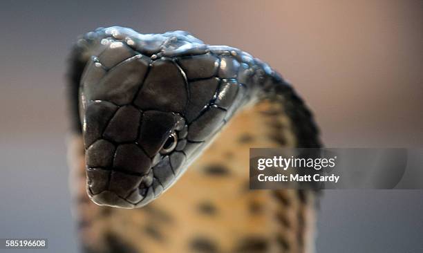 King Cobra is displayed to the public at Noah's Ark Zoo Farm on August 2, 2016 in Bristol, England. Noah's Ark Zoo Farm has teamed up with the...