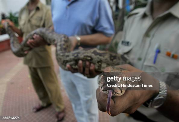 Malabar Python A Python was rescued from the snake charmers at Malabar hill who ...