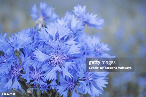 blue background with cornflower - kornblume stock-fotos und bilder