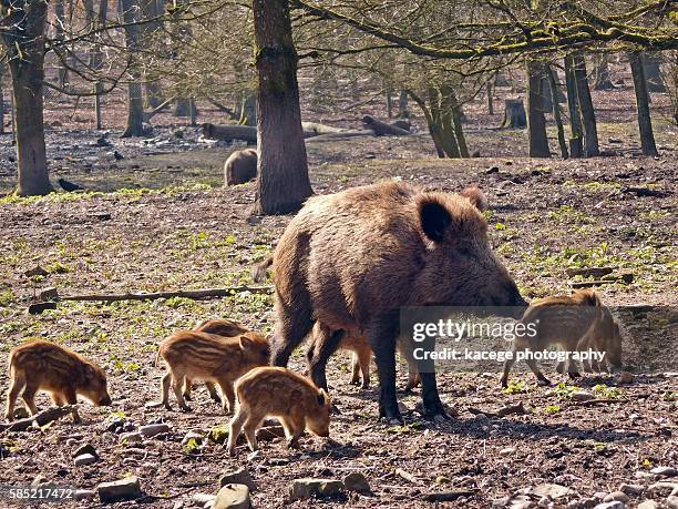 wild boar - wildschwein stock-fotos und bilder