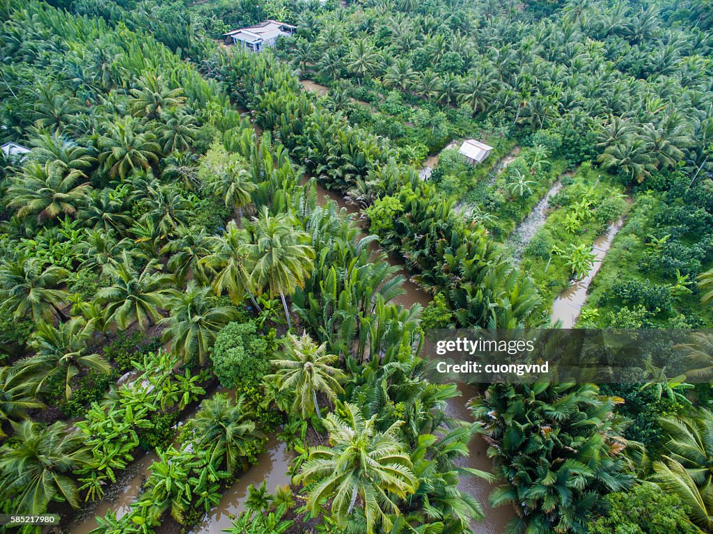 Coconut plantation in Mekong Delta from above