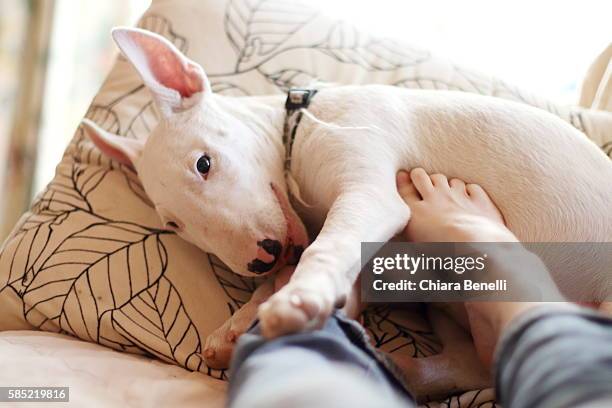 bull terrier puppy playing with feet - bullterrier bildbanksfoton och bilder
