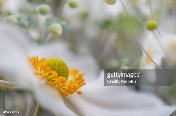 white japanese anemone flower - anemone stock-fotos und bilder