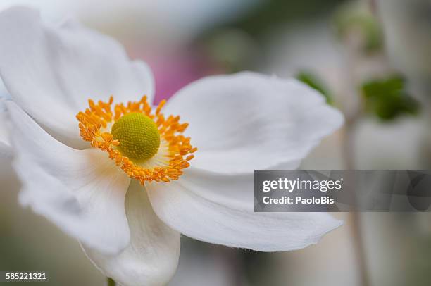 white japanese anemone flower - anemone stock-fotos und bilder