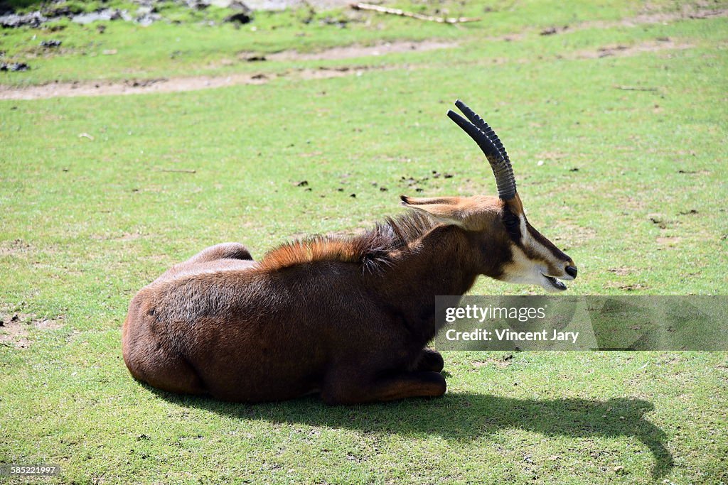 Sable antelope