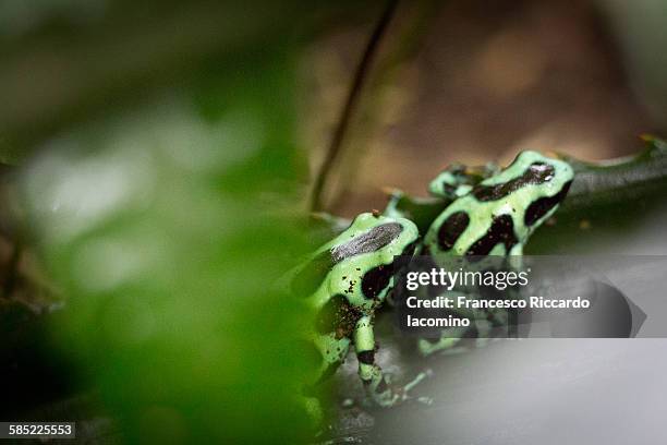 two poison dart frog in costa rica - iacomino costa rica stock pictures, royalty-free photos & images