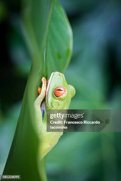 costa rica red eyed tree frog - iacomino costa rica - fotografias e filmes do acervo