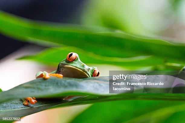 costa rica, red eyed tree frog - iacomino costa rica stock pictures, royalty-free photos & images