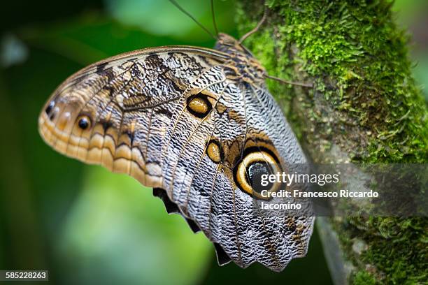 costa rica, owl butterfly mariposa - iacomino costa rica stock pictures, royalty-free photos & images