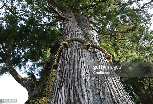 13,937 Shrine Tree Stock Photos, High-Res Pictures, and Images - Getty ...