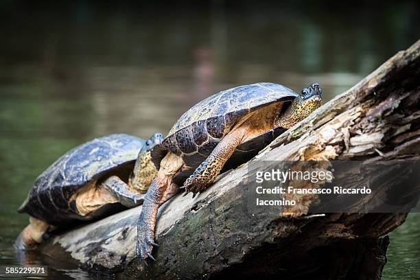 costa rica, turtles at tortuguero national park - iacomino costa rica stock pictures, royalty-free photos & images