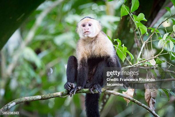 costa rica, white faced capuchin monkey - iacomino costa rica stock pictures, royalty-free photos & images