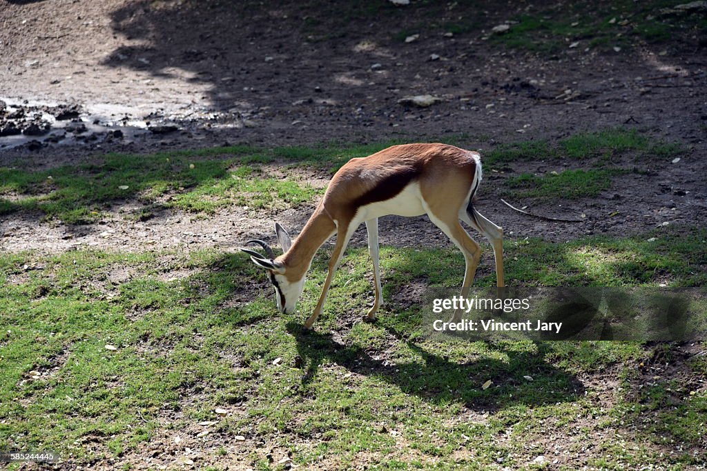 Springbock antelope