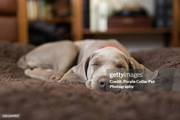 weimaraner puppy sleeping indoors - weimaraner bildbanksfoton och bilder