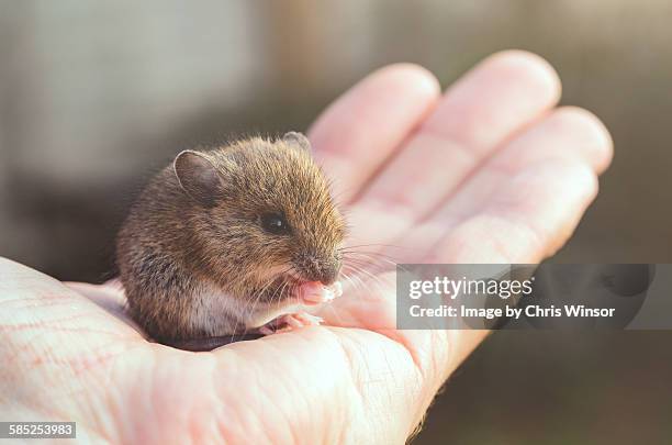 14,743 Photos Of Mice Stock Photos, High-Res Pictures, and Images ...