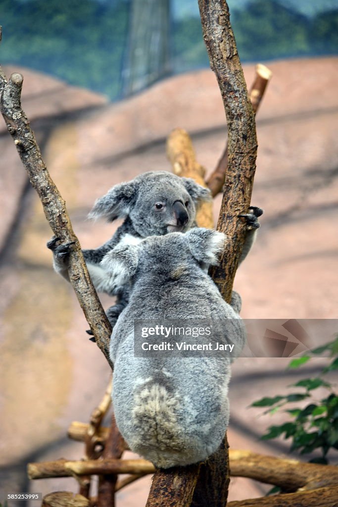 Koala